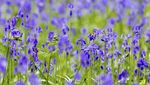 Terpesona Hamparan Bunga Bluebell di Hutan Belgia