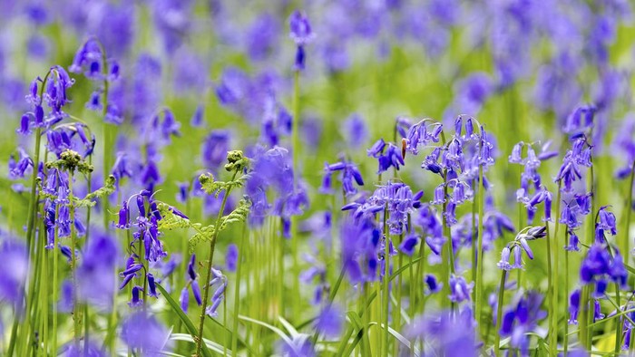 Terpesona Hamparan Bunga Bluebell di Hutan Belgia