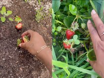 Gampang Ditiru, Begini Tips Menanam Buah dari Makanan Sisa
