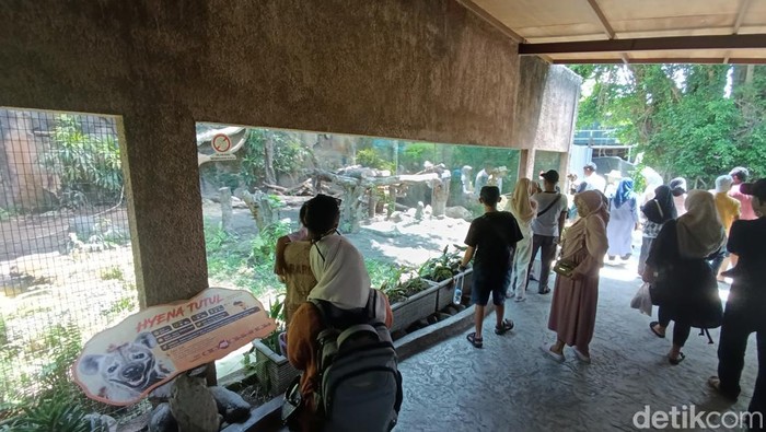 Para pengunjung penasaran dengan Hyena Tutul yang menjadi koleksi baru GL Zoo Jogja, Minggu (14/4/2024).