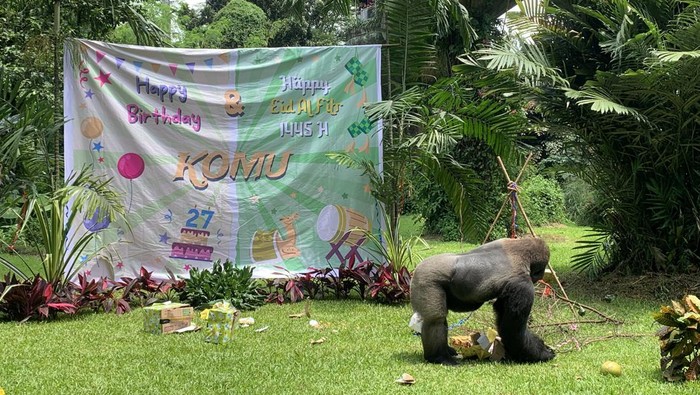 Pengunjung Taman Margasatwa Ragunan antusias menyaksikan perayaan ulang tahun ke-27 Gorila Komu, Minggu (14/4/2024).)