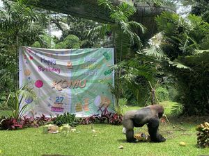 Catat! Ini Tanggal Perayaan Ulang Tahun Gorila di Ragunan