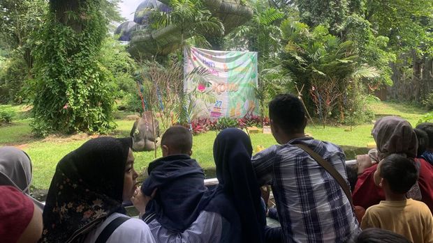 Pengunjung Taman Margasatwa Ragunan antusias menyaksikan perayaan ulang tahun ke-27 Gorila Komu, Minggu (14/4/2024).)