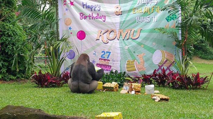 Perayaan ulang tahun ke-27 Gorila Komu di Taman Margasatwa Ragunan, Jaksel, Minggu (14/4/2024).