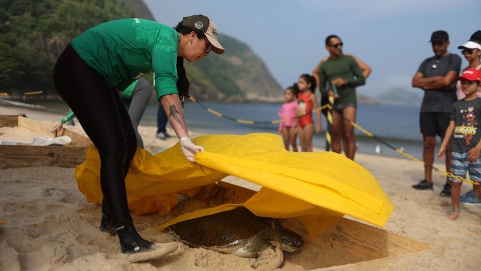 Aksi Merawat Penyu Tingkatkan Kesadaran Peduli Lingkungan Biologist Larissa Araujo, 35, of the Aruana Project, a project focused on research and conservation, covers a Green Sea Turtle during the intentional capture to monitor turtles' health, weight and pollution level, in Itaipu beach in Niteroi, Brazil April 11, 2024. REUTERS/Pilar Olivares