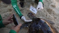 Sukarelawan dari Proyek Aruana, sebuah proyek yang berfokus pada penelitian dan konservasi, mengambil foto kepala Penyu Hijau saat ditangkap untuk memantau kesehatan, berat badan, dan tingkat polusi penyu.