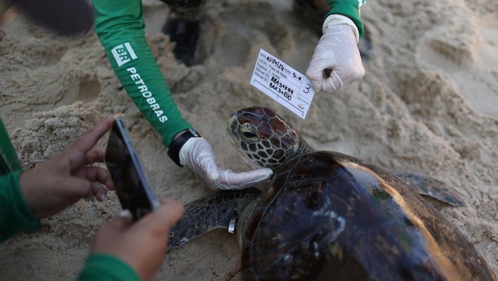 Aksi Merawat Penyu Tingkatkan Kesadaran Peduli Lingkungan Biologist Larissa Araujo, 35, of the Aruana Project, a project focused on research and conservation, covers a Green Sea Turtle during the intentional capture to monitor turtles' health, weight and pollution level, in Itaipu beach in Niteroi, Brazil April 11, 2024. REUTERS/Pilar Olivares