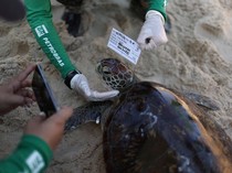 Aksi Merawat Penyu Tingkatkan Kesadaran Peduli Lingkungan