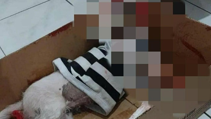 Anjing maltese di Jember mati disiksa