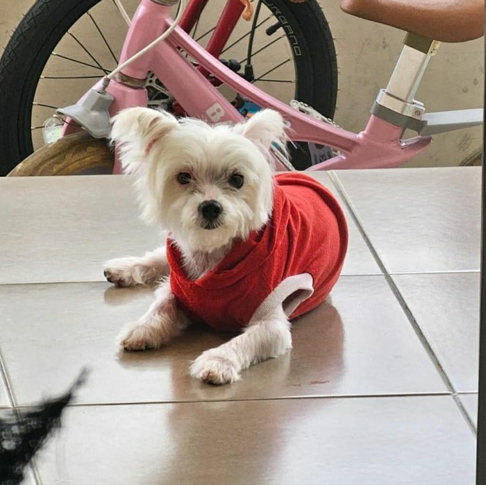 Anjing maltese di Jember mati disiksa