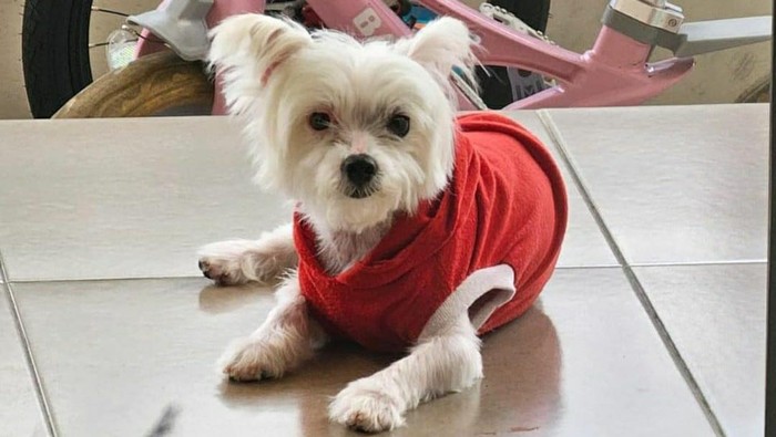 Anjing maltese di Jember mati disiksa