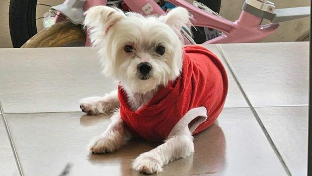 Anjing maltese di Jember mati disiksa