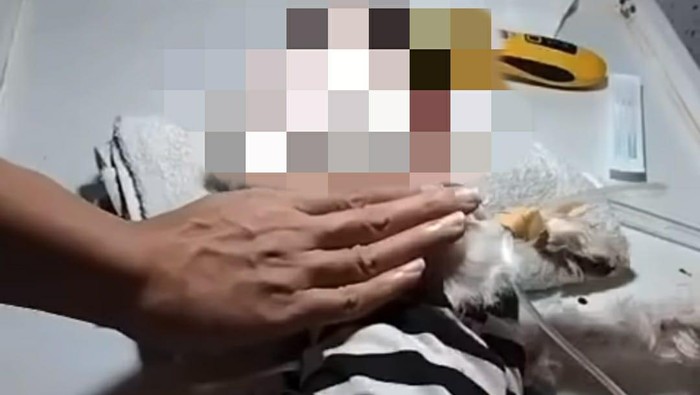 Anjing maltese di Jember mati disiksa