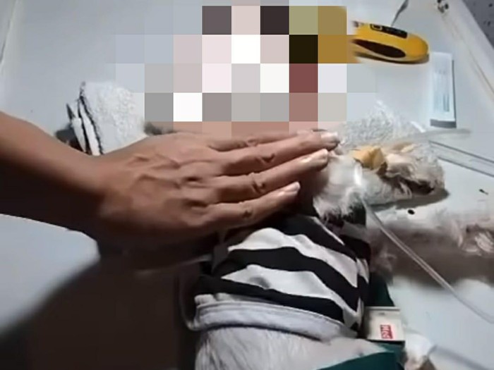 Anjing maltese di Jember mati disiksa