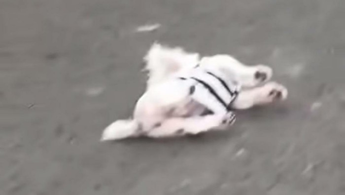Anjing Maltese disiksa di Jember
