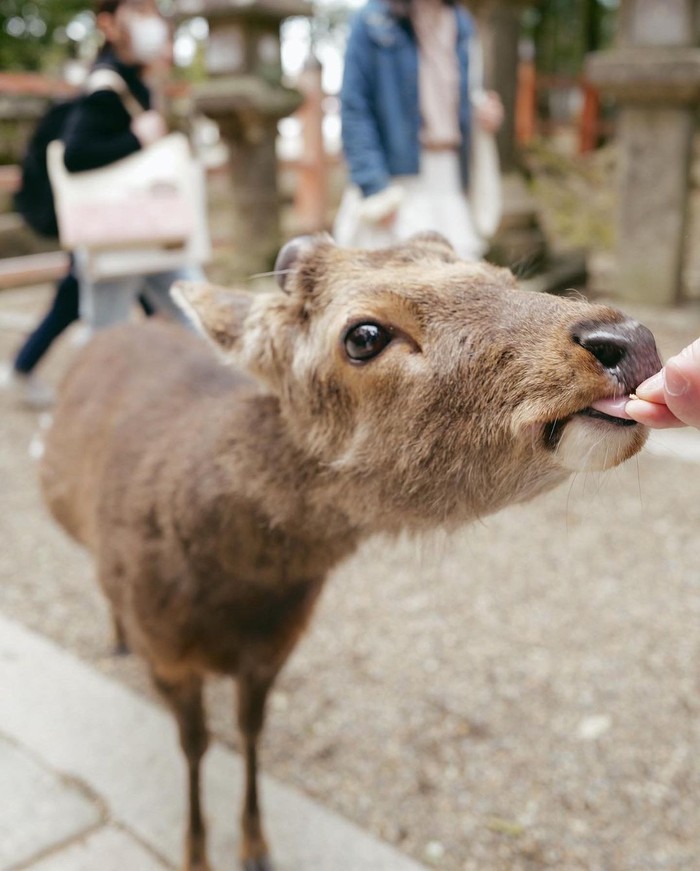Anya Geraldine di Nara Park Jepang