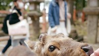 Nara Park terkenal dengan populasi rusa Sika. Adapun atraksi yang populer di sini adalah pengunjung bisa berinteraksi langsung dengan rusa-rusa, memberi makan dan berfoto-foto.  (dok Anya Geraldine/Instagram)