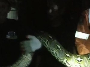 Damkar Pinrang Evakuasi Ular Piton 5 Meter Masuk Plafon Rumah Warga