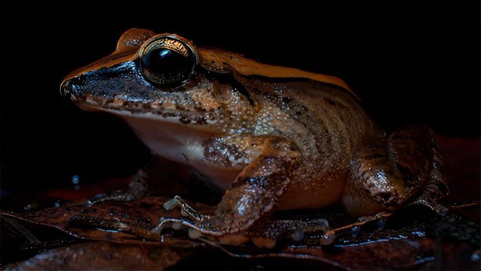 Meski ukurannya kecil, katak ini memiliki kemampuan luar biasa dalam meneriakkan suara ultrasonik yang tidak terdengar oleh manusia.