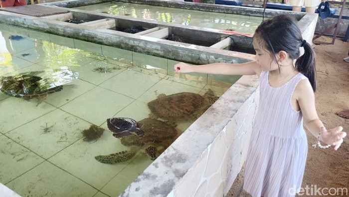 Rumah Penyu yang beralamat di Jalan Kusuma Sari, Denpasar, Bali, Minggu (7/4/2024). (Ni Made Lastri Karsiani Putri-detikBali)