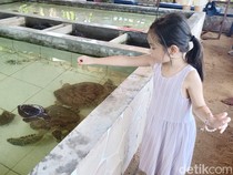 Lebih Dekat Yuk dengan Penyu di Rumah Penyu Denpasar