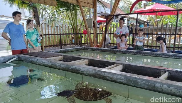 Rumah Penyu yang beralamat di Jalan Kusuma Sari, Denpasar, Bali, Minggu (7/4/2024). (Ni Made Lastri Karsiani Putri-detikBali)