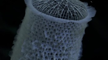 Seekor spons laut yang ditemukan di kedalaman  1.238 meter. Ekspedisi ini mengunjungi 10 gunung laut yang berada di deretan pegunungan bawah laut Salas y Gómez dan Nazca di dekat Chile. Foto: ROV SuBastian/Schmidt Ocean Institute