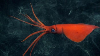 Pegunungan ini memiliki panjang sekitar 2.900 km dengan puncak tertingginya mencapai 3,2 km, hanya 240 meter lebih rendah dari puncak Gunung Fuji. Ekspedisi ini bahkan berhasil mengamati seekor cumi-cumi whiplash yang jarang ditemukan. Foto: ROV SuBastian/Schmidt Ocean Institute