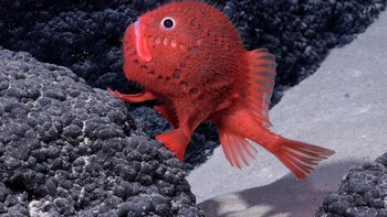 Ekspedisi ini memanfaatkan kamera 4K dan kendaraan yang dioperasikan dari jarak jauh (ROV) untuk menjelajahi dasar laut di kedalaman 4,8 km dari permukaan air laut. Kamera tersebut berhasil menjepret hewan langka seperti ikan aneh di genus Chaunacops ini. Foto: Schmidt Ocean Institute