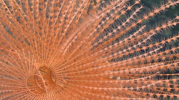 Hewan yang menguasai laut dalam biasanya memiliki wujud yang mengerikan untuk menyesuaikan dengan lingkungan sekitarnya. Tapi lain halnya dengan karang spiral ini yang memiliki warna dan bentuk yang memikat mata. Foto: ROV SuBastian/Schmidt Ocean Institute