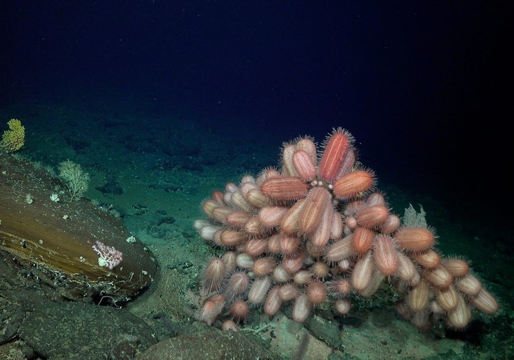 Schmidt Ocean Institute
