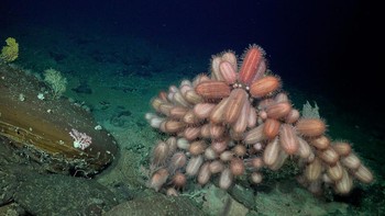 Begitu juga dengan salah satu spesies bulu babi dari genus Dermechinus ini yang justru lebih berwarna ketimbang bulu babi yang biasa ditemukan di pinggir laut. Foto: ROV SuBastian/Schmidt Ocean Institute