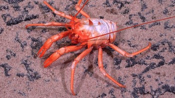 Lobster yang terlihat kerdil ini disebut sebagai squat lobster. Hewan ini ditemukan di kedalaman 1.392 meter di dalam area Taman Laut Nazca-Desventuradas. Foto: ROV SuBastian/Schmidt Ocean Institute