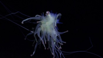 Makhluk yang terlihat seperti tentakel kusut ini bernama Bathyphysa siphonophore. Hewan laut yang masih saudara dengan Portuguese man owar ini ditemukan di area Taman Laut Motu Motiro Hiva di Chile. Foto: ROV SuBastian/Schmidt Ocean Institute
