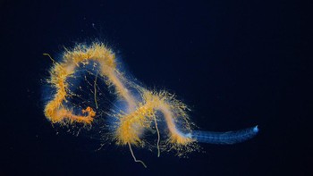 Ini bukan galaksi di luar angkasa, melainkan galaxy siphonophore yang diamati dalam ekspedisi Dive 672 di kawasan bawah laut dekat Pulau Motu Motiro Hiva yang tidak dihuni. Foto: ROV SuBastian/Schmidt Ocean Institute