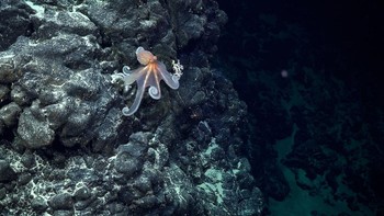 Seekor gurita ditemukan saat ekspedisi Dive 674 sedang menjelajahi area gunung laut yang tidak disebutkan namanya di timur Motu Motiro Hiva. Foto: ROV SuBastian/Schmidt Ocean Institute