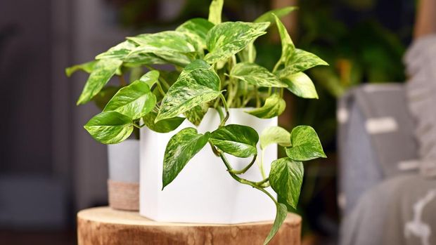 Ilustrasi pothos
