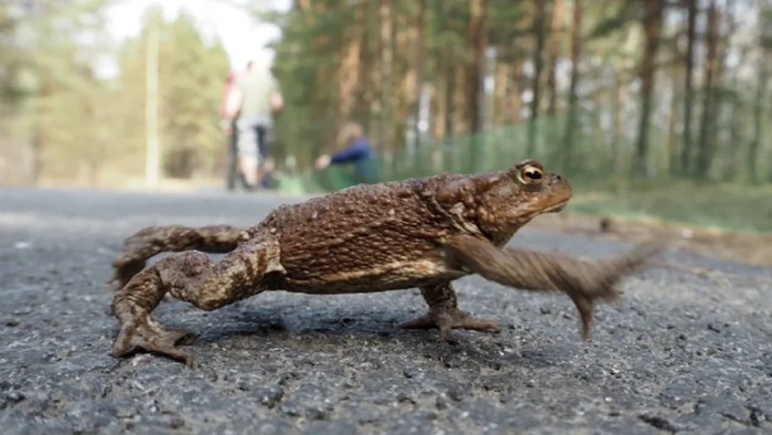 Katak lokal di Cagar Alam Rawa Sestroretsk, Rusia