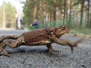 Cagar Alam Rusia Cari Relawan untuk Menyeberangkan Katak