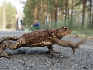 Cagar Alam Rusia Cari Relawan untuk Menyeberangkan Katak