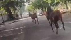 Detik-detik Kuda Lepas dan Berlarian Hebohkan Jalanan Surabaya