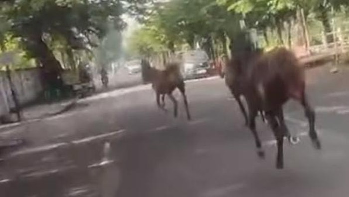 Kuda lepas Surabaya