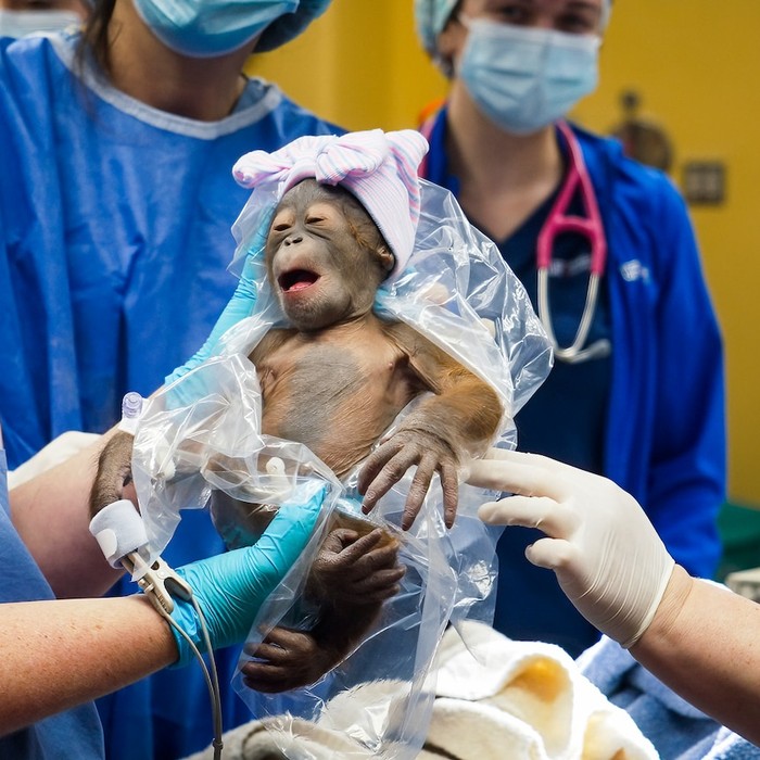 Bayi Orangutan Kalimantan Jajaki Kehidupan di Kebun Binatang Florida