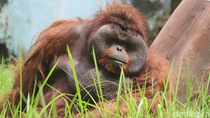 Ozon, orang utan berumur 30 tahun menjadi salah satu satwa legendaris di Bunbin Bandung