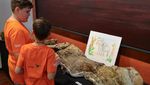 Penampakan Tulang Gajah Prasejarah Berusia 10 Juta Tahun