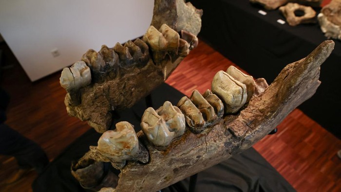 Voluntary museum director of the Prehistoric Museum, head of the excavation Peter C. Kapustin presents original fossils following a discovery of a ten-million-year-old elephant cemetery in the district of Erding, in Taufkirchen near Munich, Germany, April 15, 2024. REUTERS/Leonhard Simon