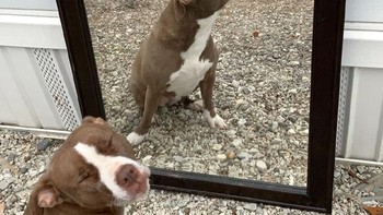 Saya tidak lagi membutuhkan cermin ini tapi tidak termasuk anjingnya ya Foto: Boredpanda