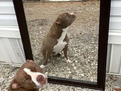 Tingkah Kocak Penjual Cermin di Online, Effort Banget