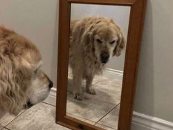 Tingkah Kocak Penjual Cermin di Online, Effort Banget