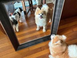 Tingkah Kocak Penjual Cermin di Online, Effort Banget